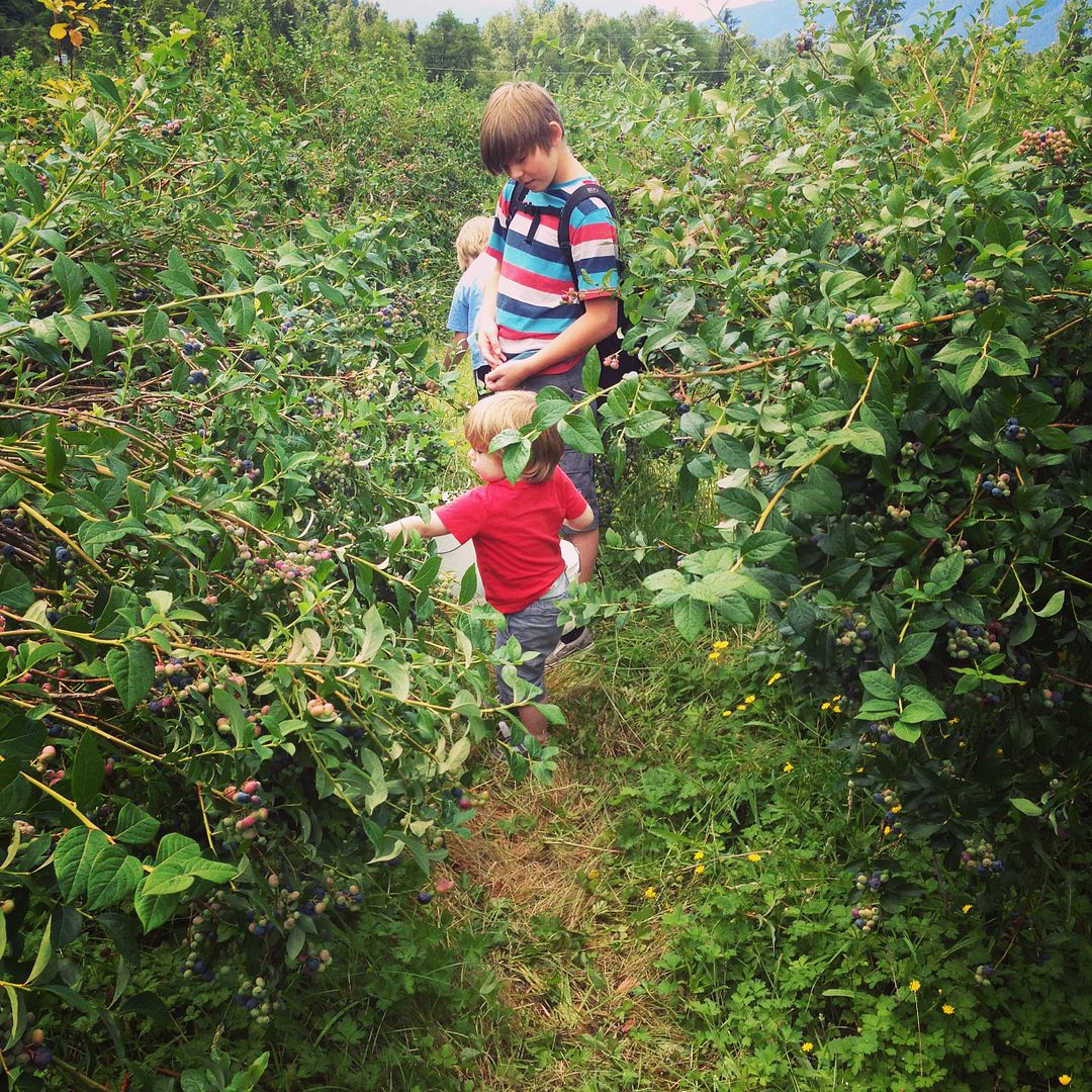 Fingerprint Blueberries Kid's Craft